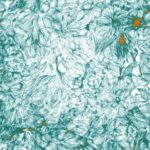 Heimspiel Wissenschaft